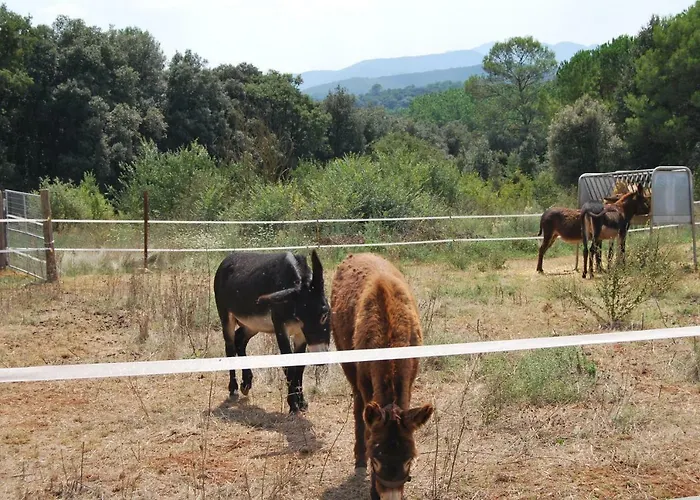 Cal Tort Tatil Evi *